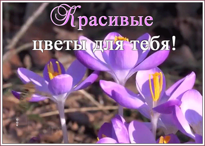 Открытка открытка цветочки самой прекрасной женщине
