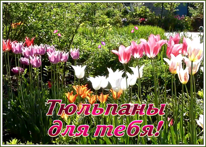 Открытка открытка тюльпаны для тебя