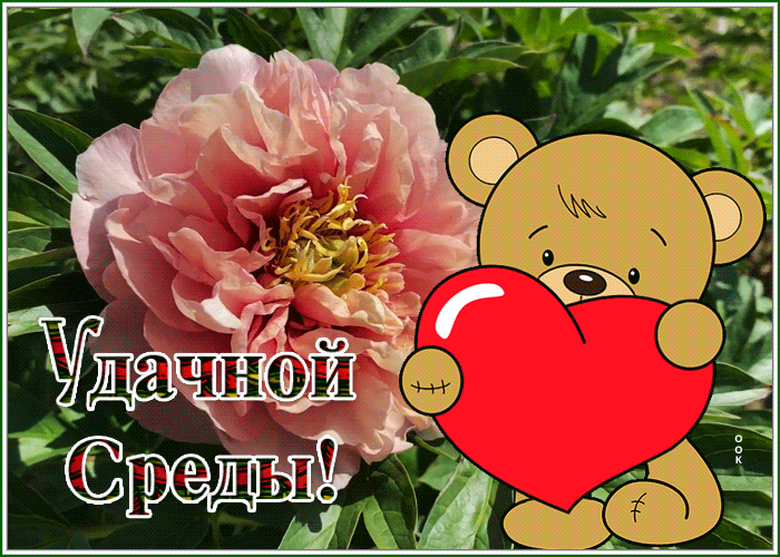 Picture открытка удачной среды с мишкой распустившимся пионом