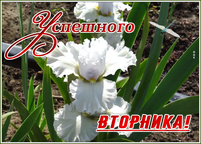 Картинка открытка успешного вторника