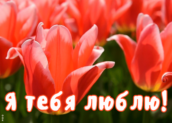 Открытка открытка я тебя люблю с цветами