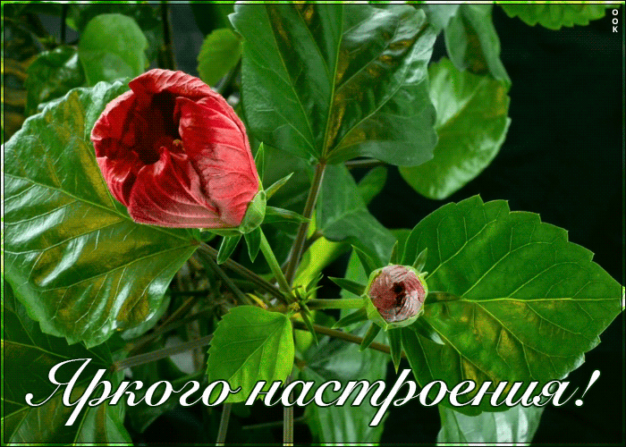 Открытка пожелание яркого настроения