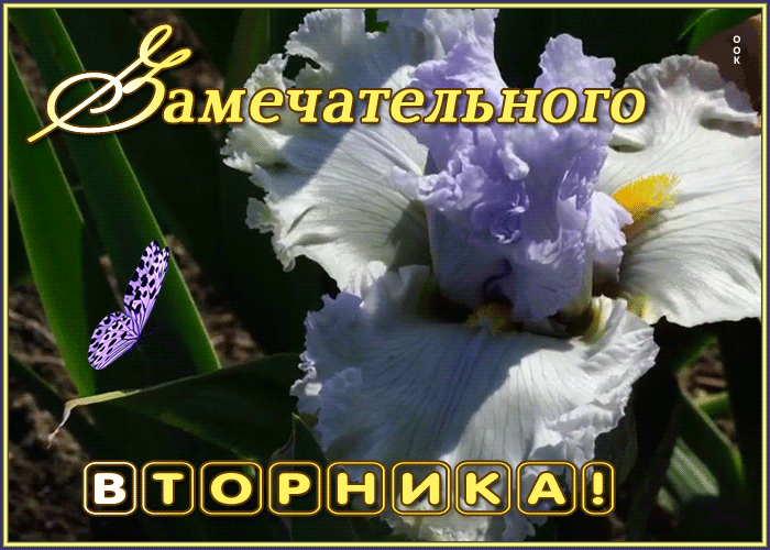 Открытка прекрасная картинка с вторником