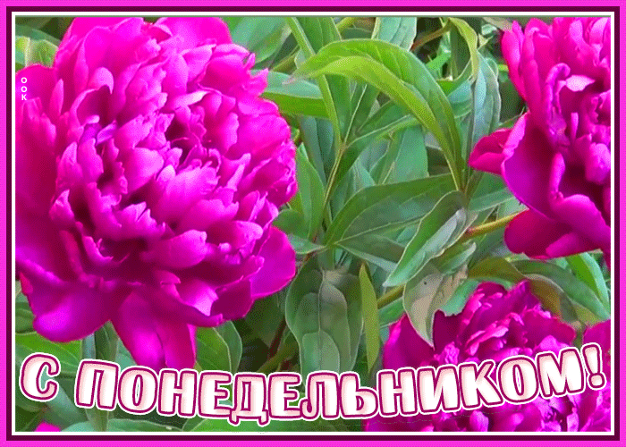 Открытка прекрасная открытка с понедельником