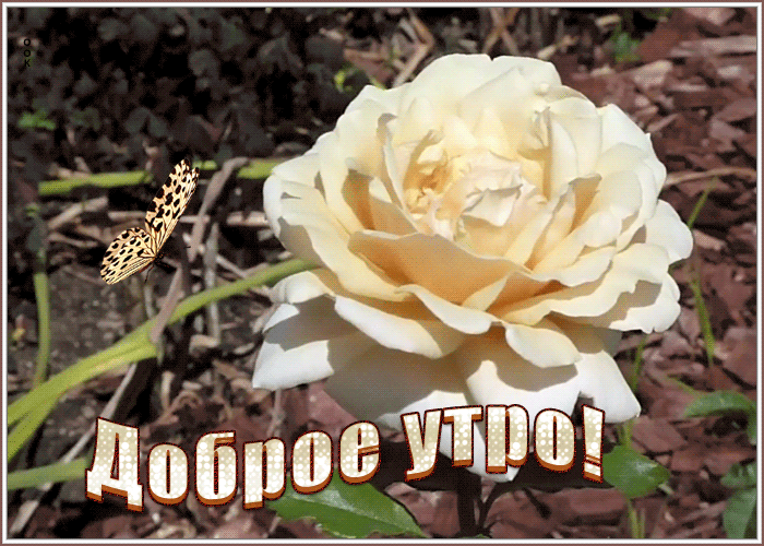 Картинка прелестная открытка доброе утро