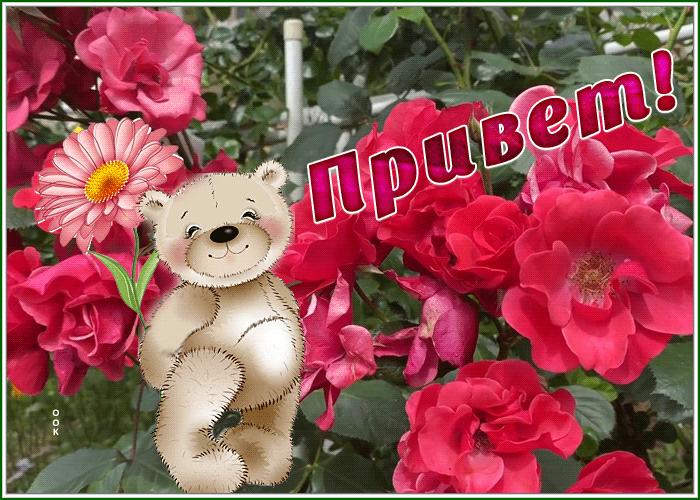 Postcard привет