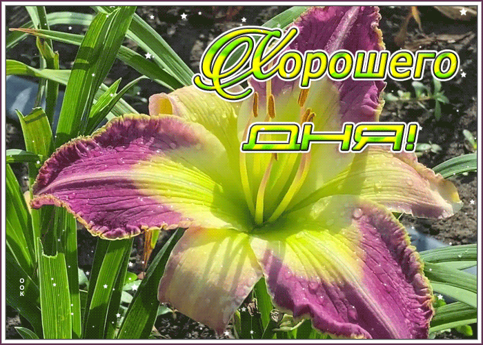 Картинка приятная открытка хорошего дня
