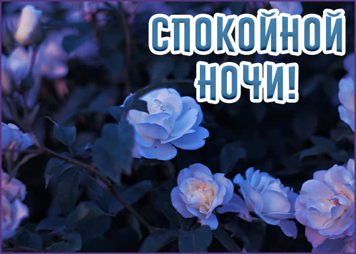 Postcard приятная открытка спокойной ночи с розочками