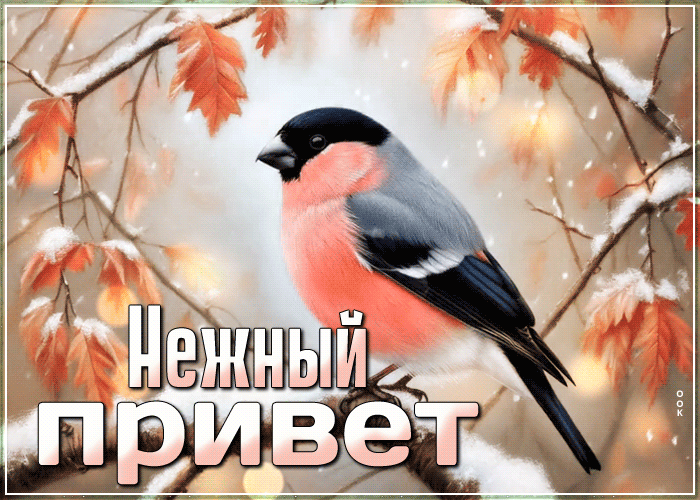 Postcard снежная чарующая гифка нежный привет