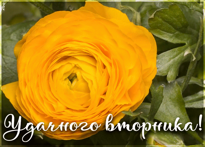 Картинка удачного вторника и хорошего настроения