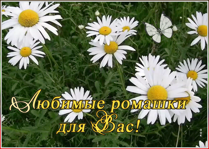 Картинка виртуальная открытка с ромашками