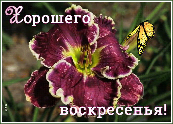 Картинка виртуальная открытки с воскресеньем