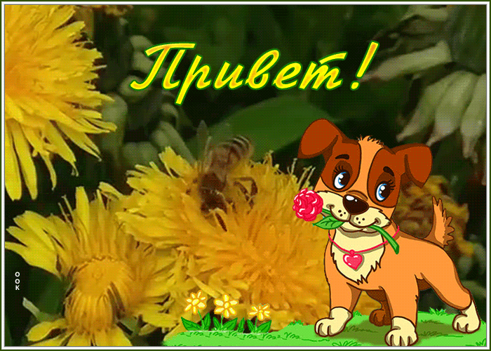 Картинка забавная открытка привет