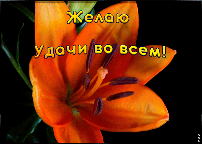 Картинка желаю удачи во всем