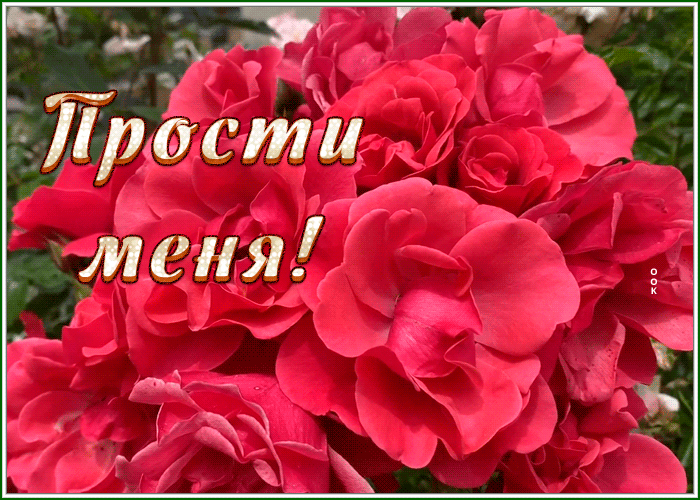 Picture живая открытка прости с яркими цветами
