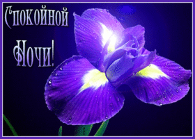 Открытка картинка спокойной ночи с ирисом