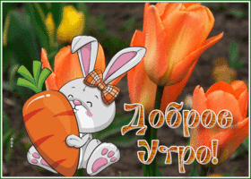 Postcard открытка доброе утро с прекрасными оранжевыми тюльпанами