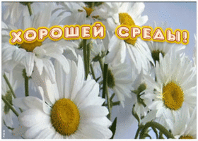 Открытка пожелание хорошей среды с ромашками