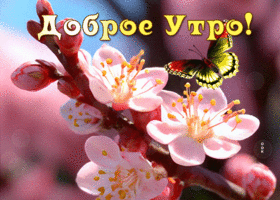 Picture прекрасная гиф-открытка, с теплым добрым утром тебя