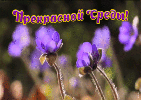 Открытка прекрасной среды