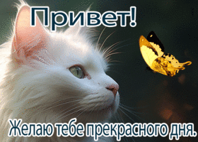 Postcard привлекательная гиф-открытка, для тебя прекрасный привет