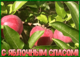 Картинка замечательная открытка яблочный спас